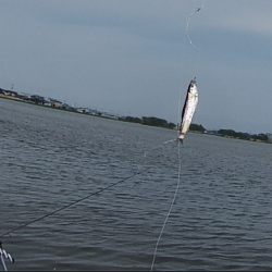 少し季節遅れのホンモロコ釣り